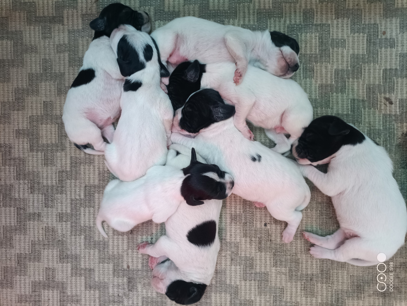 Chiot Pointer Des Sources De Montmirail