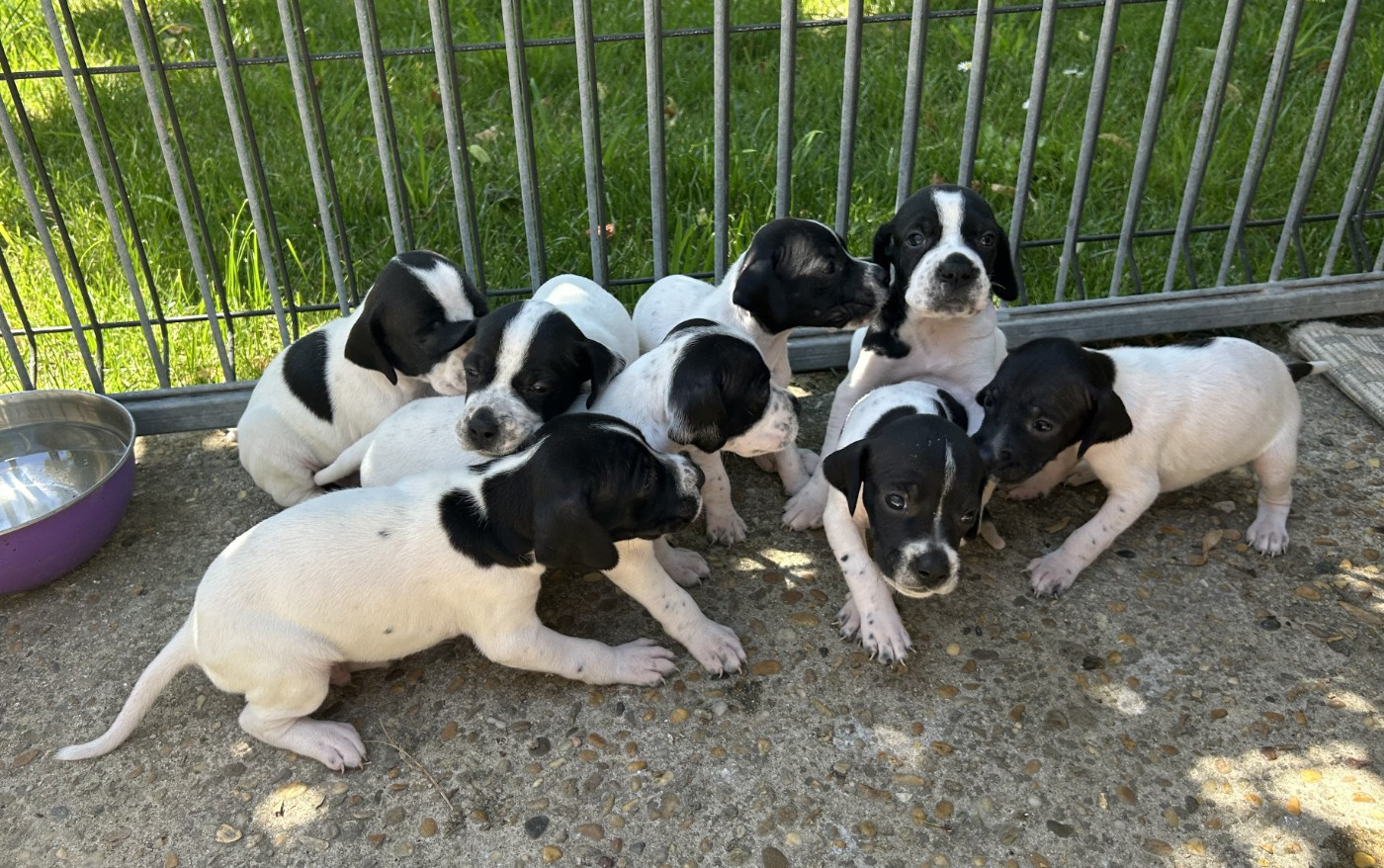 Chiot Pointer Des Sources De Montmirail