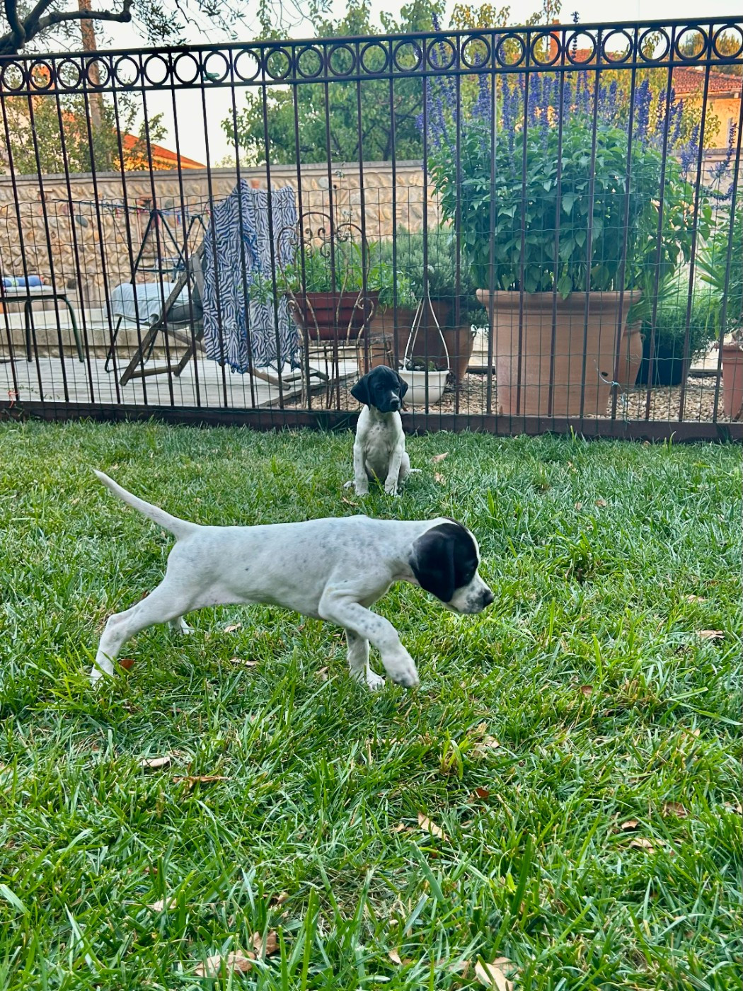Des Sources De Montmirail - Chiots disponibles - Pointer