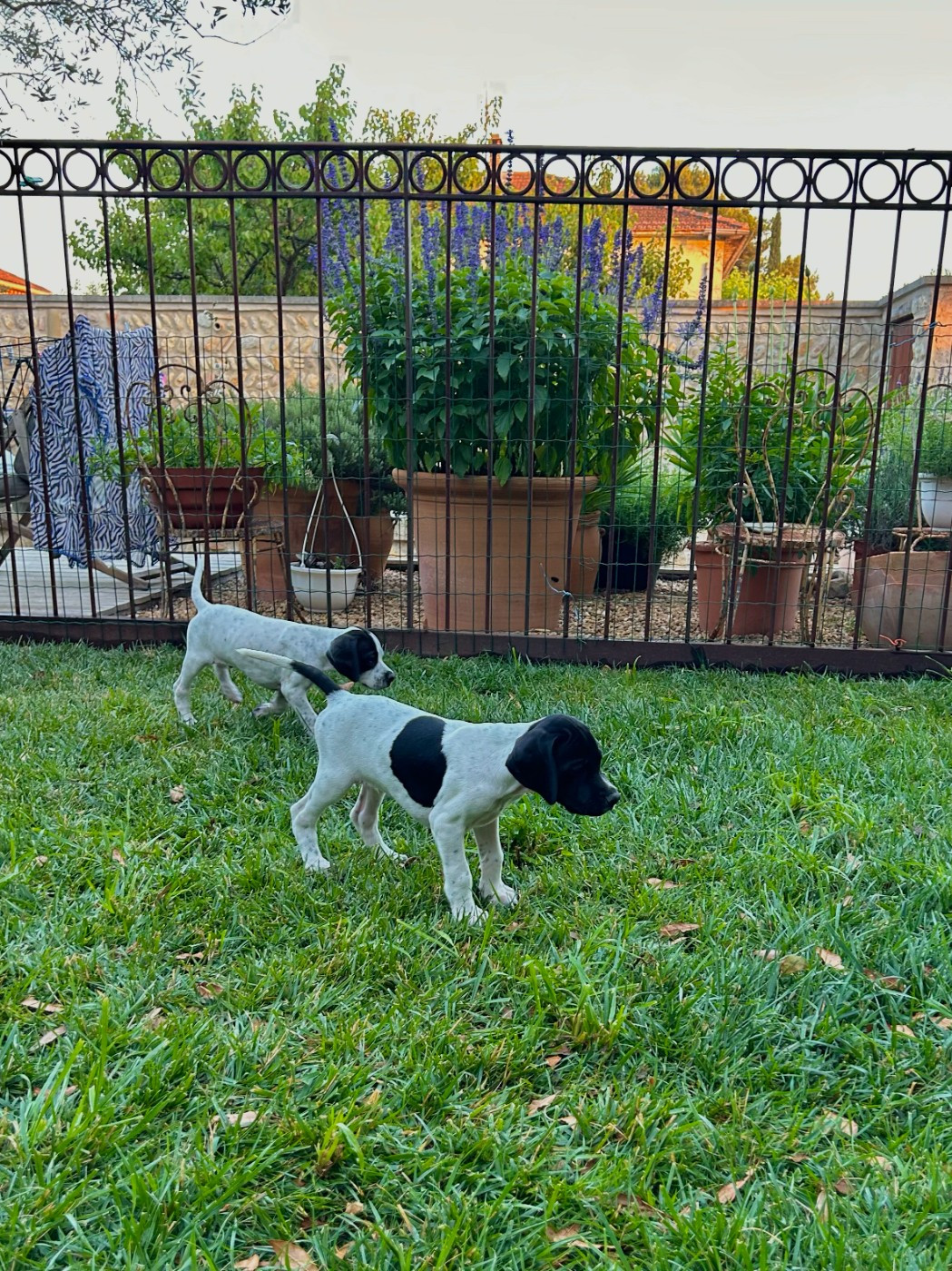 Des Sources De Montmirail - Chiots disponibles - Pointer