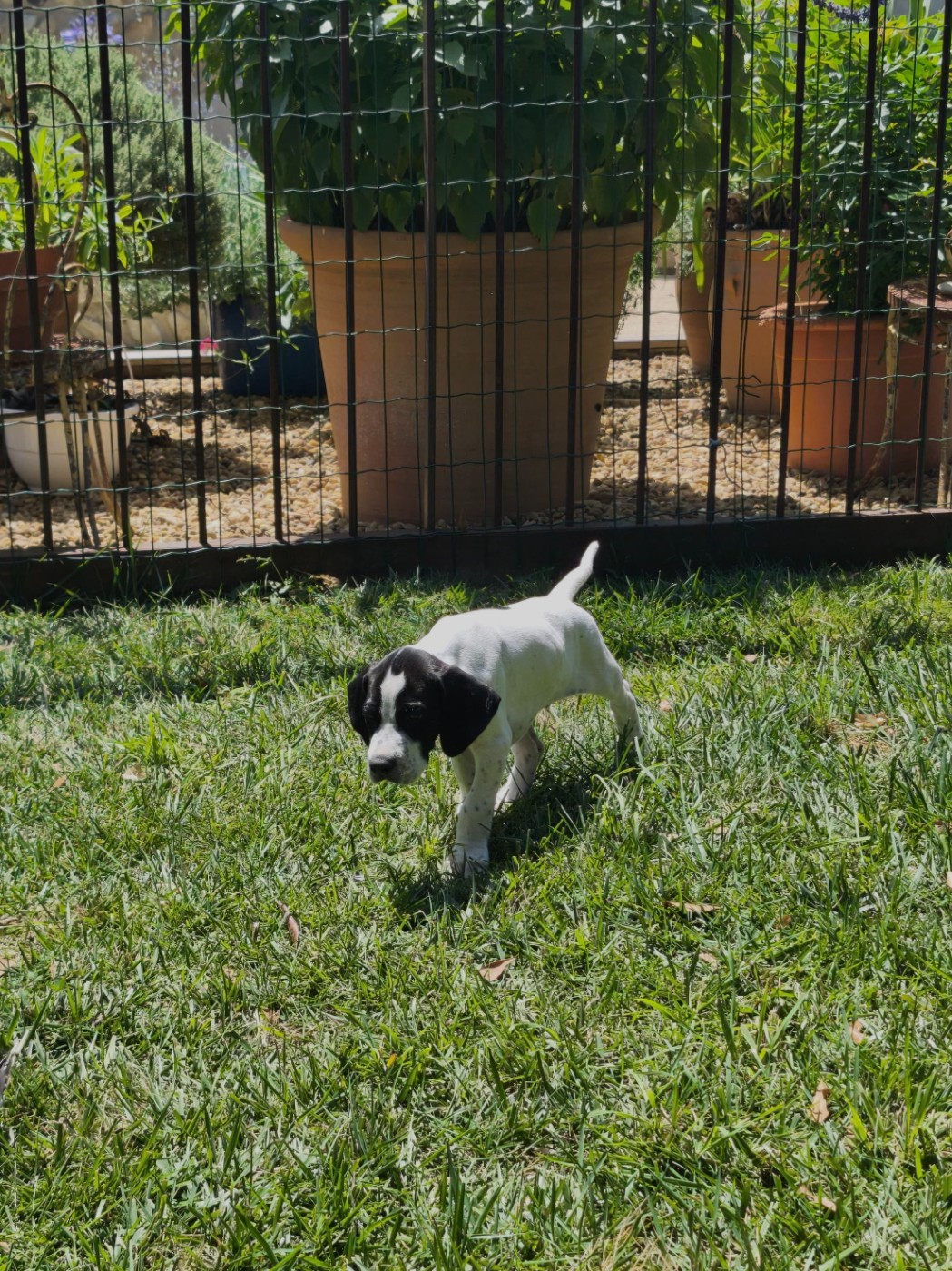 Des Sources De Montmirail - Chiots disponibles - Pointer
