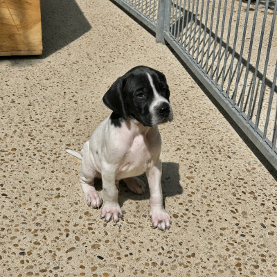 Chiot N°3