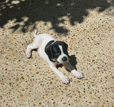 Chiot N°4