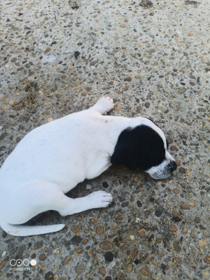 Chiot N°5